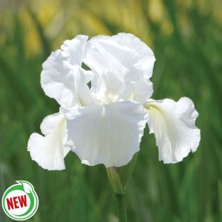 Immortality Iris Thumbnail